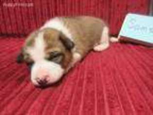 Basenji Puppy for sale in Seabrook, TX, USA
