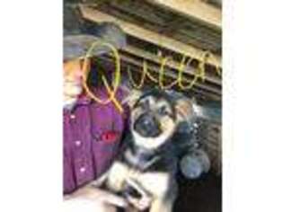 German Shepherd Dog Puppy for sale in Eufaula, OK, USA