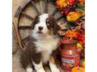 Miniature Australian Shepherd Puppy for sale in Kalama, WA, USA