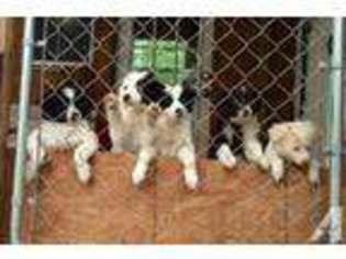 Border Collie Puppy for sale in CONROE, TX, USA