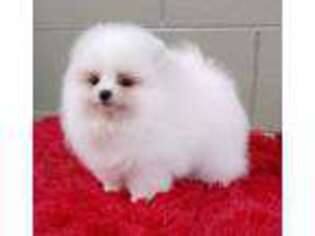 Pomeranian Puppy for sale in San Luis Obispo, CA, USA