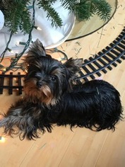 Yorkshire Terrier Puppy for sale in Belton, SC, USA