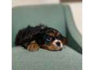 Cavalier King Charles Spaniel Puppy for sale in Jenks, OK, USA