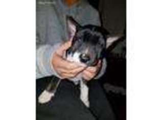 Bull Terrier Puppy for sale in Long Beach, CA, USA