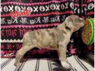 Mutt Puppy for sale in Marana, AZ, USA