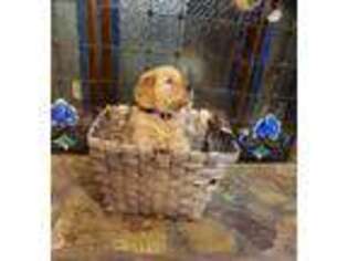 Golden Retriever Puppy for sale in Mount Airy, NC, USA