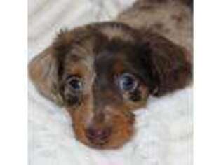 Dachshund Puppy for sale in Mountain Home, AR, USA