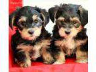 Yorkshire Terrier Puppy for sale in Johnstown, OH, USA