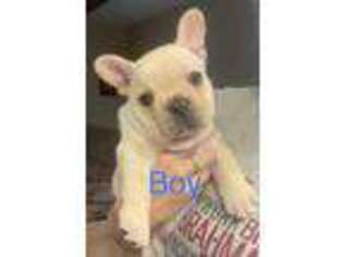 French Bulldog Puppy for sale in East Bernard, TX, USA