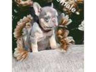 French Bulldog Puppy for sale in Rialto, CA, USA