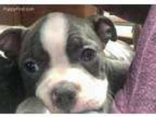 Boston Terrier Puppy for sale in Urbana, OH, USA