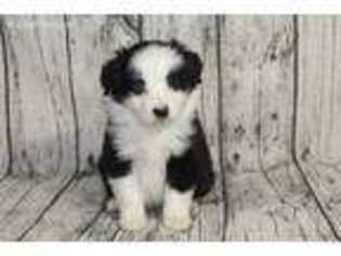 Miniature Australian Shepherd Puppy for sale in Conway, AR, USA