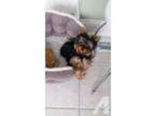 Yorkshire Terrier Puppy for sale in RICHMOND, KY, USA