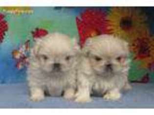 Pekingese Puppy for sale in Portland, OR, USA