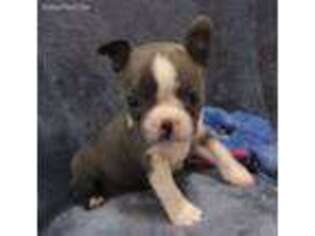 Boston Terrier Puppy for sale in Camden, MI, USA