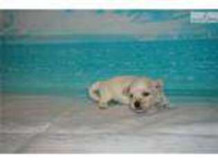 Havanese Puppy for sale in Jacksonville, FL, USA
