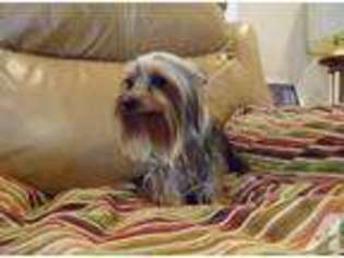 Yorkshire Terrier Puppy for sale in YAKIMA, WA, USA