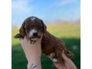 Cavapoo Puppy for sale in Georgetown, TX, USA