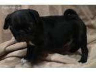 Pug Puppy for sale in Goshen, NY, USA