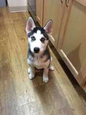 Siberian Husky Puppy for sale in Happy Valley, OR, USA