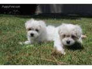Maltese Puppy for sale in Ontario, CA, USA