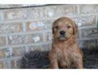 Goldendoodle Puppy for sale in Adolphus, KY, USA