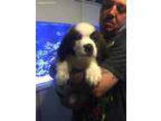 Saint Bernard Puppy for sale in Elmira, NY, USA