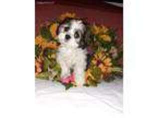 Mutt Puppy for sale in Swartz Creek, MI, USA