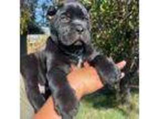 Cane Corso Puppy for sale in Tracy, CA, USA