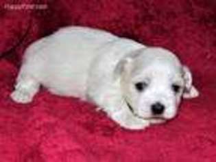 Coton de Tulear Puppy for sale in Woodbury, TN, USA