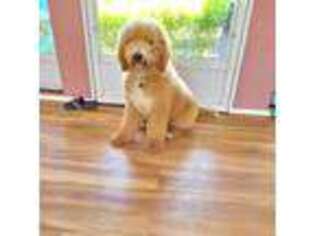 Goldendoodle Puppy for sale in Lawrence, MA, USA