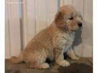 Golden Retriever Puppy for sale in Leighton, IA, USA
