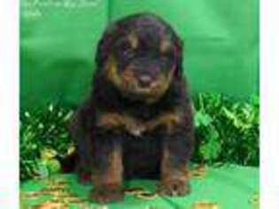 Mutt Puppy for sale in Sheridan, MI, USA