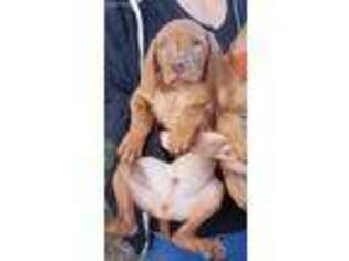 Vizsla Puppy for sale in Boise, ID, USA