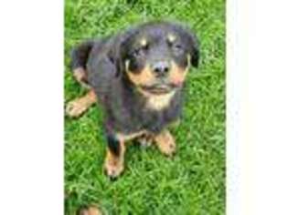 Rottweiler Puppy for sale in Jamaica, NY, USA