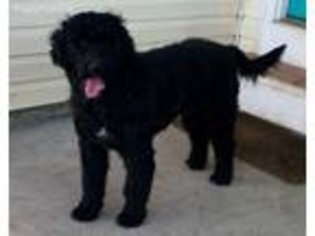 Portuguese Water Dog Puppy for sale in Fayetteville, AR, USA