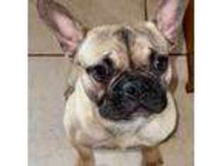 French Bulldog Puppy for sale in Johnstown, CO, USA