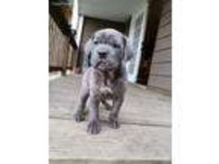 Cane Corso Puppy for sale in Atwater, OH, USA