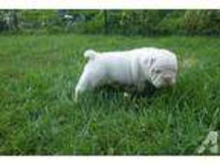 Olde English Bulldogge Puppy for sale in NASHUA, NH, USA