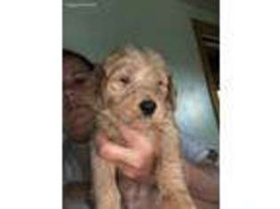 Goldendoodle Puppy for sale in Saint Marys, OH, USA