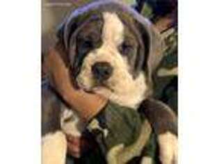 Olde English Bulldogge Puppy for sale in Twin Falls, ID, USA