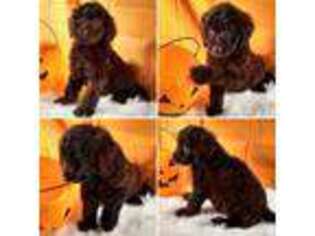 Labradoodle Puppy for sale in Jacksonville, FL, USA