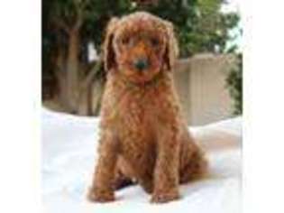 Labradoodle Puppy for sale in LA QUINTA, CA, USA
