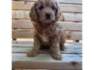 Goldendoodle Puppy for sale in Wilder, ID, USA