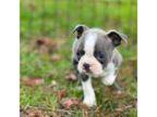 Boston Terrier Puppy for sale in Chickamauga, GA, USA