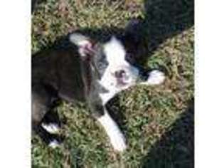 Boston Terrier Puppy for sale in Greenville, TX, USA