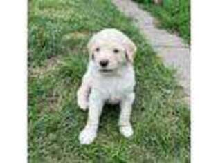 Goldendoodle Puppy for sale in Whiting, IN, USA