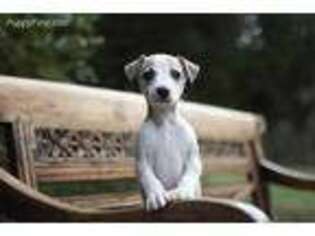 Whippet Puppy for sale in Knoxville, TN, USA