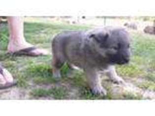 Norwegian Elkhound Puppy for sale in MENTONE, AL, USA