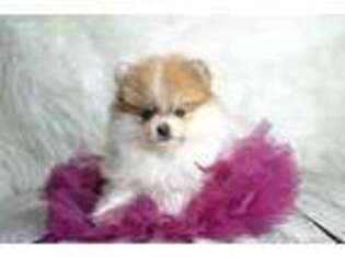 Pomeranian Puppy for sale in Success, MO, USA